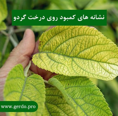 علائم و نشانه های کمبورد روی در درخت گردو