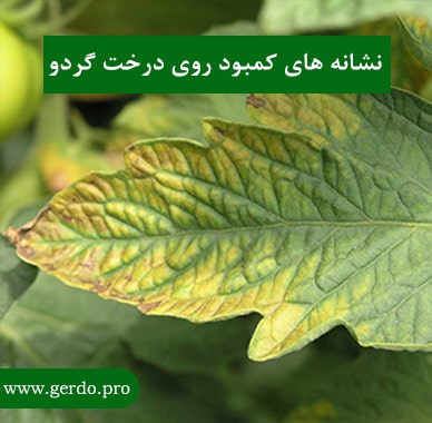 عنصر روی در درخت گردو و علائم کمبود روی در درخت گردو