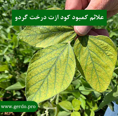 علائم کمبود کود ازت در درخت گردو