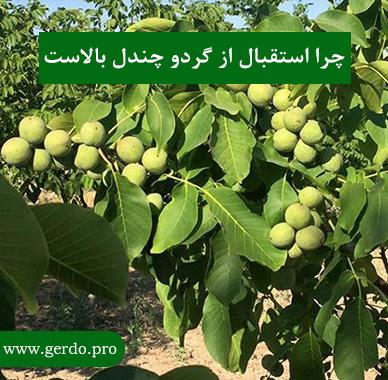 چرا استقبال از درخت گردو چندلر بالاست