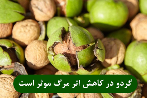اثر گردو در کاهش مرگ