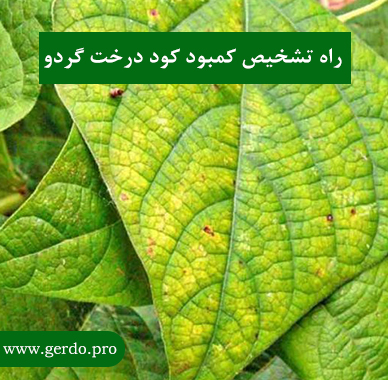 راه تشخیص کمبود کود درخت گردو
