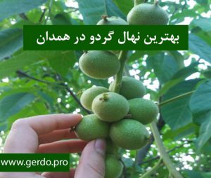 بهترین نهال گردو در همدان