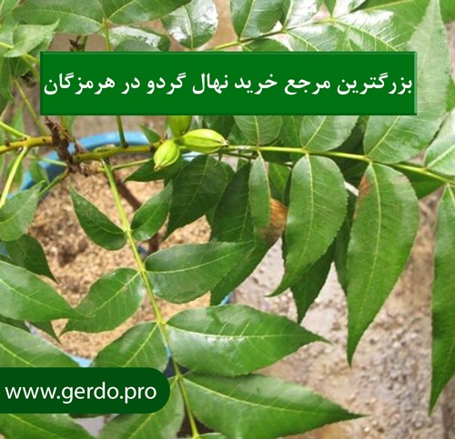 خرید نهال گردو در هرمزگان