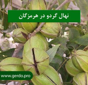 خرید نهال گردو هرمزگان