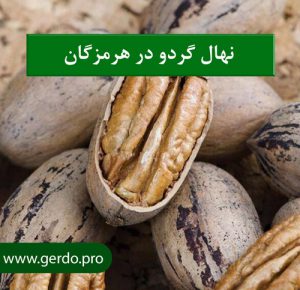 نهال گردو در هرمزگان