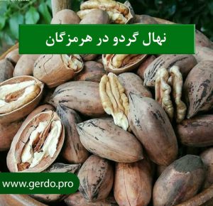 بهترین نهال گردو هرمزگان