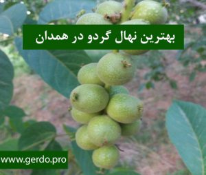 نهال گردو همدان