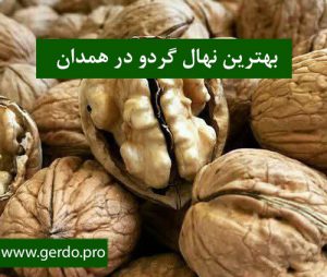 بهترین نهال گردو همدان