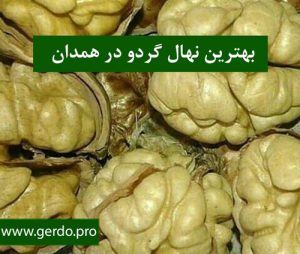 خرید بهترین نهال گردو در همدان