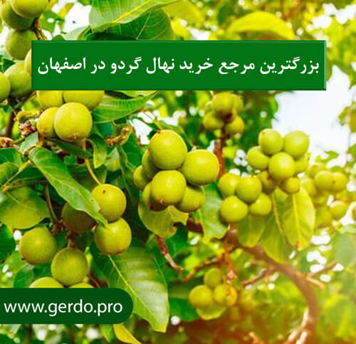 خرید نهال گردو در اصفهان