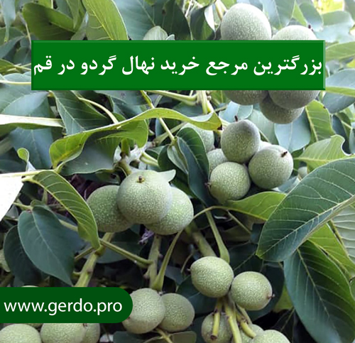 خرید بهترین نهال گردو در قم