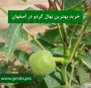خرید نهال گردو در اصفهان