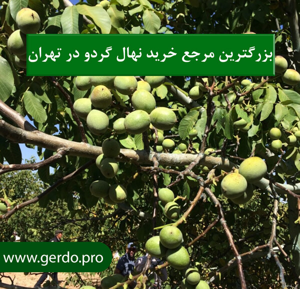 خرید نهال گردو تهران
