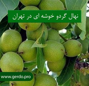 خرید نهال گردو خوشه ای اسرائیلی در تهران
