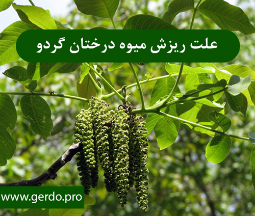 علت ریزش میوه درختان گردو