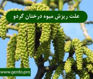 چرا میوه درخت گردو میریزد