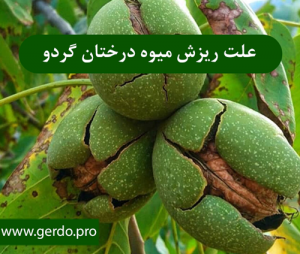 علت ریزش میوه درختان گردو