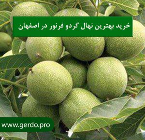 خرید نهال گردو فرنور در اصفهان