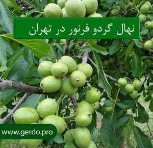 خرید نهال گردو فرنور تهران