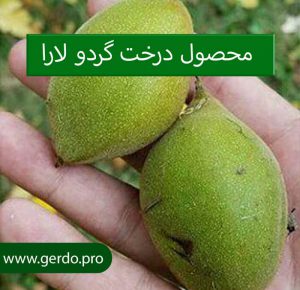 بهترین نهال گردو در قم
