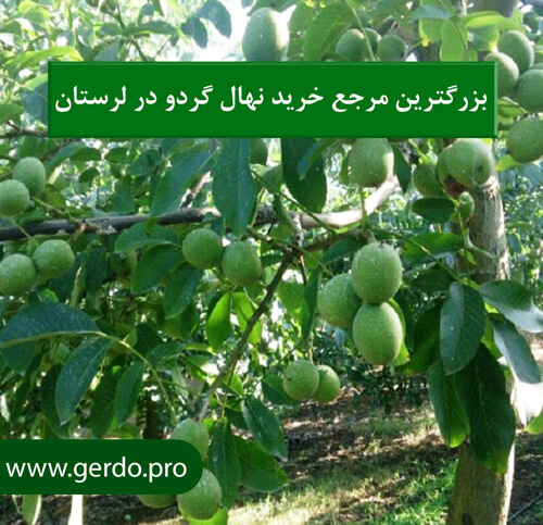 خرید نهال گردو در لرستان