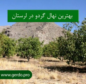 نهال گردو در لرستان