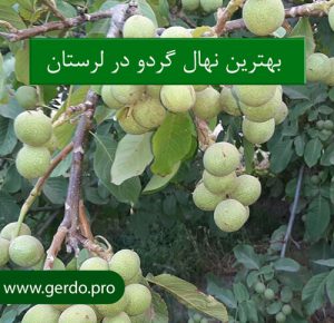بهترین نهال گردو در لرستان