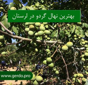 نهال گردو در لرستان