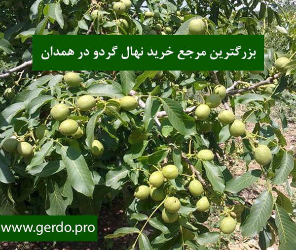 خرید نهال گردو در همدان
