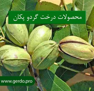 خرید بهترین نهال گردو در قم