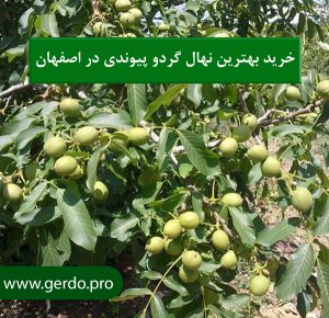 خرید نهال گردو پیوندی در اصفهان