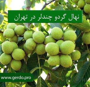 خرید بهترین نهال گردو چندلر