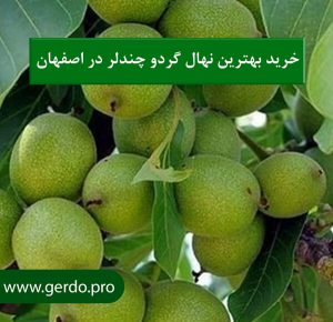 خرید نهال گردو چندلر در اصفهان