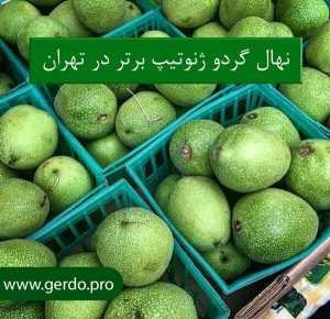 خرید تهال گردو ژنوتیپ برتر تهران