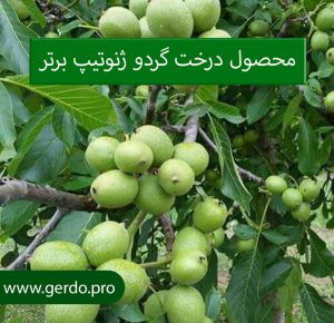 نهال گردو در قم