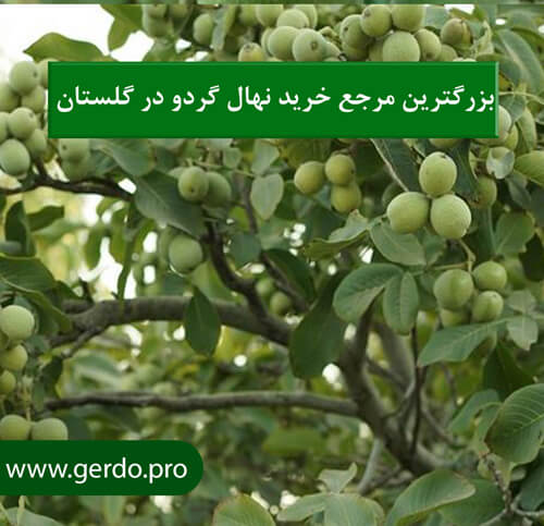 خرید نهال گردو در گلستان