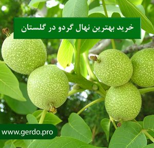 خربد نهال گردو چندلر در گلستان