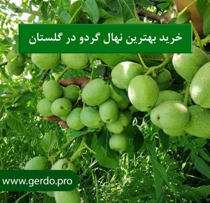 خرید نهال گردو در گلستان