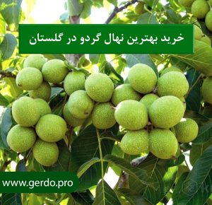خرید نهال گردو در گلستان