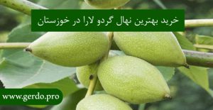 خرید بهترین نهال گردو لارا در خوزستان