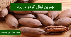 خرید نهال گردو گرمسیر در یزد