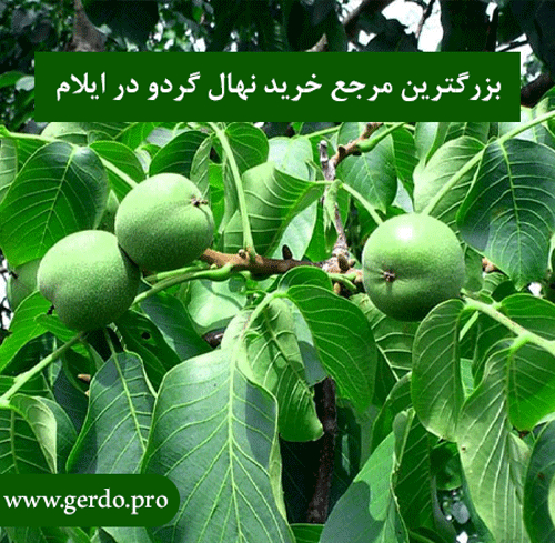 خرید بهترین نهال گردو در ایلام