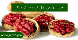 خرید نهال گردو توسرخ کردستان