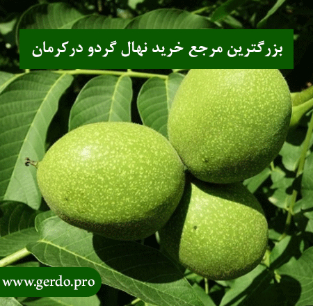 خرید بهترین نهال گردو در کرمان