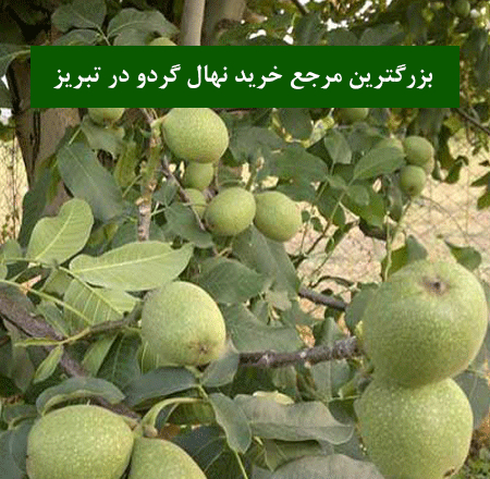 بزرگترین مرجع خرید نهال گردو در تبریز