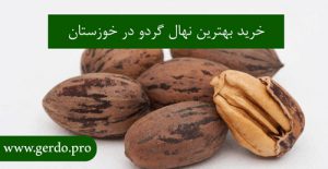 خرید بهترین نهال گردو در خوزستان