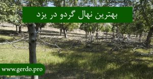 خرید نهال گردو در یزد