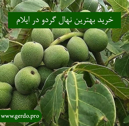 بهترین نهال گردو در ایلام