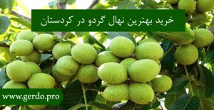 خرید بهترین نهال گردو در کردستان